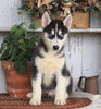 AKC Registered Siberian Husky For Sale Millersburg, OH Male- Cooper