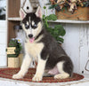 AKC Registered Siberian Husky For Sale Millersburg, OH Male- Cooper