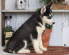 AKC Registered Siberian Husky For Sale Millersburg, OH Male- Cooper