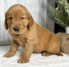 AKC Registered Golden Retriever For Sale Millersburg OH Male-Josh