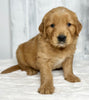 AKC Registered Golden Retriever For Sale Millersburg OH Male-Jack