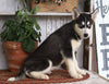 AKC Registered Siberian Husky For Sale Millersburg, OH Female- Grace