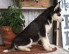 AKC Registered Siberian Husky For Sale Millersburg, OH Female- Grace