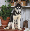 AKC Registered Siberian Husky For Sale Millersburg, OH Female- Grace