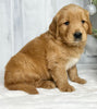 AKC Registered Golden Retriever For Sale Millersburg OH Male-Jack