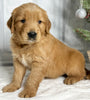 AKC Registered Golden Retriever For Sale Millersburg OH Male-Jack