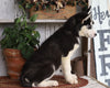 AKC Registered Siberian Husky For Sale Millersburg, OH Male- Rocky