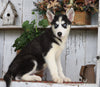 AKC Registered Siberian Husky For Sale Millersburg, OH Male- Rocky