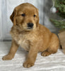 AKC Registered Golden Retriever For Sale Millersburg OH Male-Eric