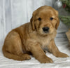 AKC Registered Golden Retriever For Sale Millersburg OH Male-Eric