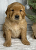AKC Registered Golden Retriever For Sale Millersburg OH Male-Eric