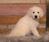 AKC Registered English Cream Golden Retriever For Sale Fredericksburg, OH Female- Sadie *ICT CLEAR*