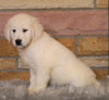 AKC Registered English Cream Golden Retriever For Sale Fredericksburg, OH Female- Molly