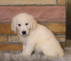 AKC Registered English Cream Golden Retriever For Sale Fredericksburg, OH Female- Riley
