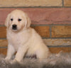 AKC Registered English Cream Golden Retriever For Sale Fredericksburg, OH Female- Rosie *ICT CLEAR*