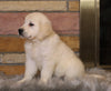 AKC Registered English Cream Golden Retriever For Sale Fredericksburg, OH Male- Bentley *ICT CLEAR*