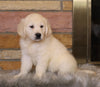 AKC Registered English Cream Golden Retriever For Sale Fredericksburg, OH Male- Bentley *ICT CLEAR*