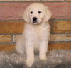 AKC Registered English Cream Golden Retriever For Sale Fredericksburg, OH Female- Callie