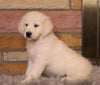 AKC Registered English Cream Golden Retriever For Sale Fredericksburg, OH Female- Callie