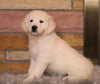 AKC Registered English Cream Golden Retriever For Sale Fredericksburg, OH Female- Callie