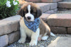 AKC Registered Saint Bernard For Sale Sugarcreek, OH Male- Brutus