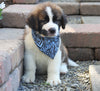 AKC Registered Saint Bernard For Sale Sugarcreek, OH Male- Brutus
