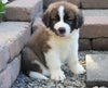 AKC Registered Saint Bernard For Sale Sugarcreek, OH Male- Brutus