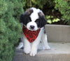 AKC Registered Saint Bernard For Sale Sugarcreek, OH Male- Splash