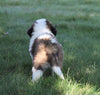 AKC Registered Saint Bernard For Sale Sugarcreek, OH Male- Splash