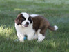 AKC Registered Saint Bernard For Sale Sugarcreek, OH Male- Splash
