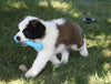 AKC Registered Saint Bernard For Sale Sugarcreek, OH Male- Splash