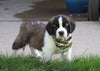 AKC Registered Saint Bernard For Sale Sugarcreek, OH Male- Max