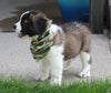 AKC Registered Saint Bernard For Sale Sugarcreek, OH Male- Max