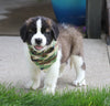 AKC Registered Saint Bernard For Sale Sugarcreek, OH Male- Max