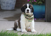 AKC Registered Saint Bernard For Sale Sugarcreek, OH Male- Max