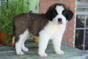 AKC Registered Saint Bernard For Sale Sugarcreek, OH Male- Odis