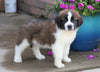 AKC Registered Saint Bernard For Sale Sugarcreek, OH Male- Chief