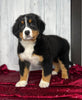 AKC Registered Bernese Mountain Dog For Sale Millersburg OH Female-Missy