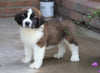 AKC Registered Saint Bernard For Sale Sugarcreek, OH Male- Chief