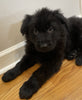 Long Haired German Shepherd For Sale Mansfield OH Male-Marco