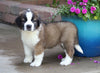 AKC Registered Saint Bernard For Sale Sugarcreek, OH Male- Ruger
