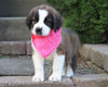 AKC Registered Saint Bernard For Sale Sugarcreek, OH Female- Remi