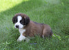 AKC Registered Saint Bernard For Sale Sugarcreek, OH Female- Remi
