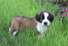 AKC Registered Saint Bernard For Sale Sugarcreek, OH Female- Remi