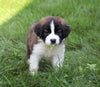 AKC Registered Saint Bernard For Sale Sugarcreek, OH Female- Tessa