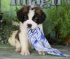 AKC Registered Saint Bernard For Sale Sugarcreek, OH Male- Boris