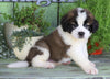 AKC Registered Saint Bernard For Sale Sugarcreek, OH Male- Boris