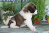 AKC Registered Saint Bernard For Sale Sugarcreek, OH Male- Boris