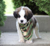 AKC Registered Saint Bernard For Sale Sugarcreek, OH Male- Rambo