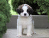 AKC Registered Saint Bernard For Sale Sugarcreek, OH Male- Rambo